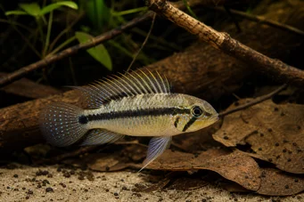Apistogramma uaupesi Uaupesi Apistogrammma