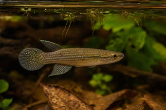 Aplocheilus dayi