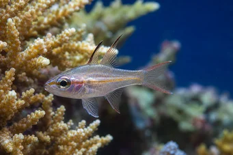 Apogon leptacanthus