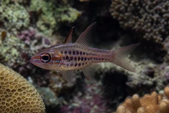 Apogon nematopterus Apogón pijama