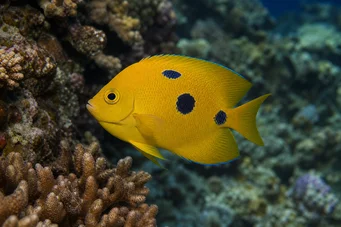 Apolemichthys trimaculatus