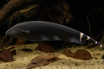 Apteronotus albifrons American Coup Fish: también llamado Black Pha