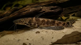 Auchenipterichthys thoracatus Auchenipterichthys toracatus