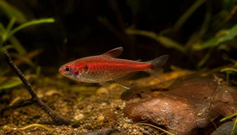 Axelrodia riesei Red SemboLina Tetra