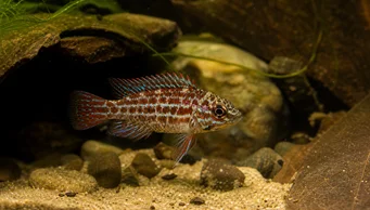 Badis assamensis Pez de camaleón