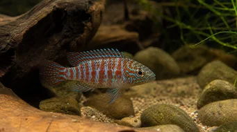 Badis badis Pez de camaleón