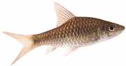 Barbus dorsalis Dorsal barbudo