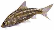 Barbus fasciatus Barbado