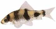 Barbus melanympyx Melarympyx barbudo