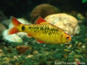 Barbus schuberti Schuberti barbudo