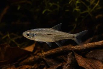 Bathyaethiops breuseghemi (Tetra-luna africana)