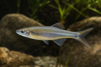 Bedotia geayi Arcoiris madagascar