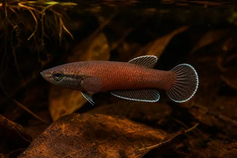 Betta channoides Cazador de cabeza de serpiente (Ang)