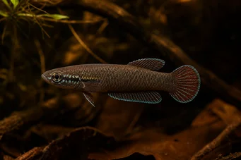 Betta foerschi  Betta camaleón