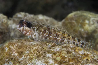 Blennius nigriceps