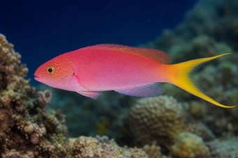 Bodianus anthioides