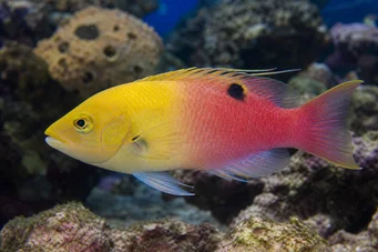 Bodianus pulchellus