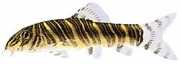 Botia striata Loche estriado
