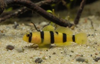 Brachygobius doriae Pez de abejas, pez bumblebee