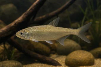 Bryconaethiops boulengeri (Punto de exclamación de tetra)