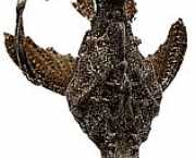 Bunocephalus kneri Pez banjo