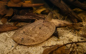 Bunocephalus kneri (Pez banjo)