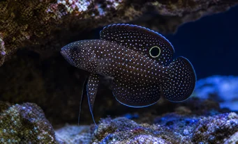 Calloplesiops altivelis (Cometa)