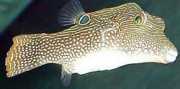 Canthigaster solandri Canthigaster-paón
