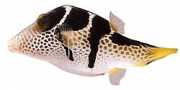 Canthigaster valentini Canthigaster con silla