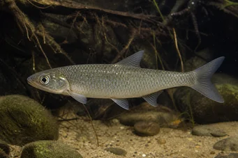 Capus commus (Carpa común)