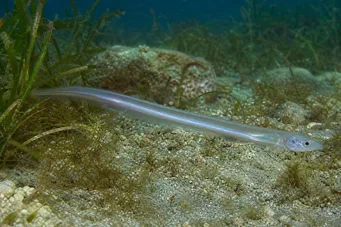 Carapus acus