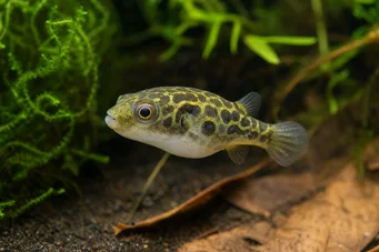 Carinotetraodon somphongsi (Carnotetraodon somphongsi)