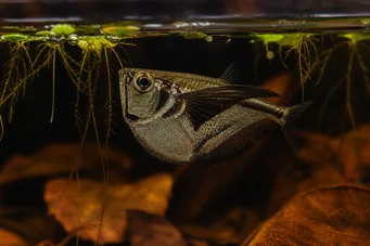 Carnegiella marthae (Pez de alas negras alas)