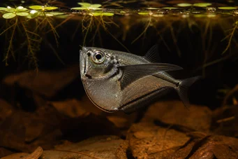 Carnegiella myersi (Transparente)