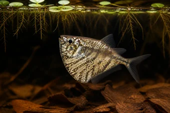 Carnegiella strigata strigata