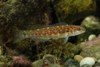 Centrolabrus exoletus (Anticuado)