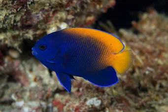 Centropyge acanthops (Ángel africano de África)