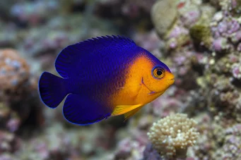Centropyge argi (Ángel enano)