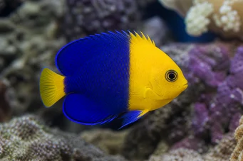 Centropyge bicolor (Dos tonos)