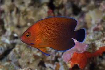 Centropyge ferrugatus