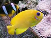 Centropyge flavissimus Amarillo