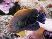 Centropyge potteri Ángel del Mar Rojo