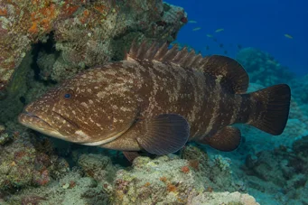 Cephalopholis boenak