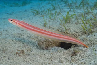 Cepola rubescens (Trenia peces)