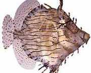 Chaetoderma penicilligera Anillado