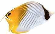 Chaetodon auriga Chétodon academento
