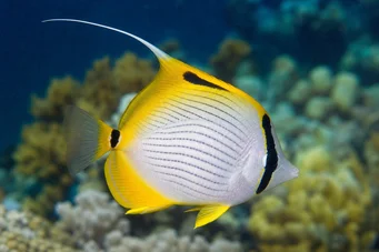 Chaetodon auriga (Chétodon academento)