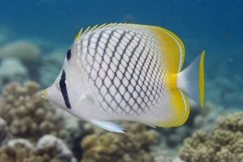 Chaetodon decussatus (Chétodon falso-vagabond)