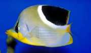 Chaetodon ephippium Pez de papilón de mancha negra