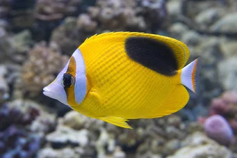 Chaetodon ephippium Pez de papilón de mancha negra